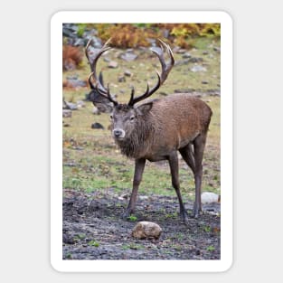 Red Deer Buck Sticker